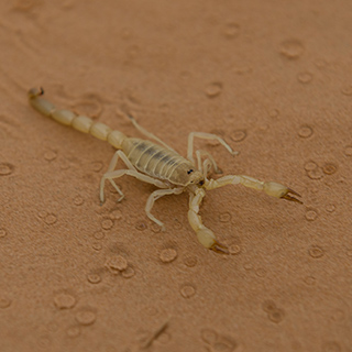 Scorpion